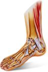 leg-image